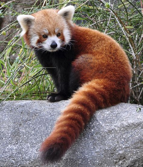 Extinction: These Amazingly Cute Animals Will Soon Be Gone Forever    Red Panda Red Panda Cute, Red Panda Baby, Red Pandas, Silly Animals, Red Panda, Cute Creatures, Animal Tattoos, Animal Photo, Exotic Pets