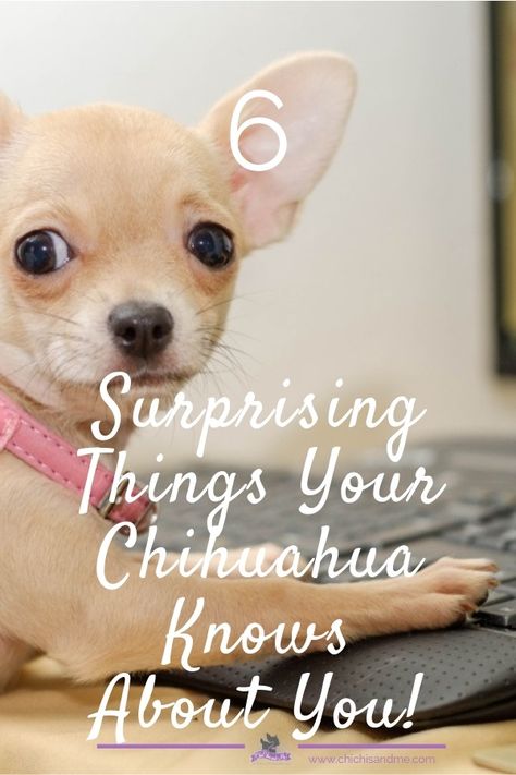 Chiuahaha Funny, Chihuahua Puppy Training, Chiwawa Chihuahuas, Funny Chihuahua Pictures, Chiwawa Puppies, Deer Chihuahua, Chihuahua Accessories, Chiwawa Dog, Chihuahua Quotes