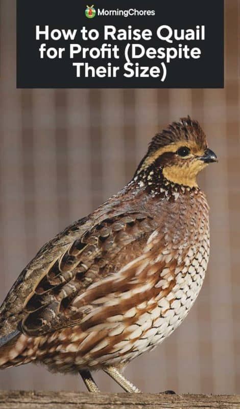 How to Raise Quail for Profit Despite Their Size Quail Breeds, Raise Quail, Quail Coop, Sustainable Homestead, Raising Quail, Raising Farm Animals, Chicken Tractors, Urban Chickens, Farm Plans