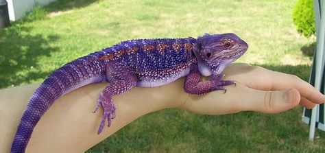 purple bearded dragon - Google Search Blue Bearded Dragon, Bearded Dragon Morphs, Bearded Dragon Colors, Bearded Dragon Habitat, Bearded Dragon Cute, Bearded Dragon Care, Rabbit Cages, Purple Dragon, Cute Reptiles