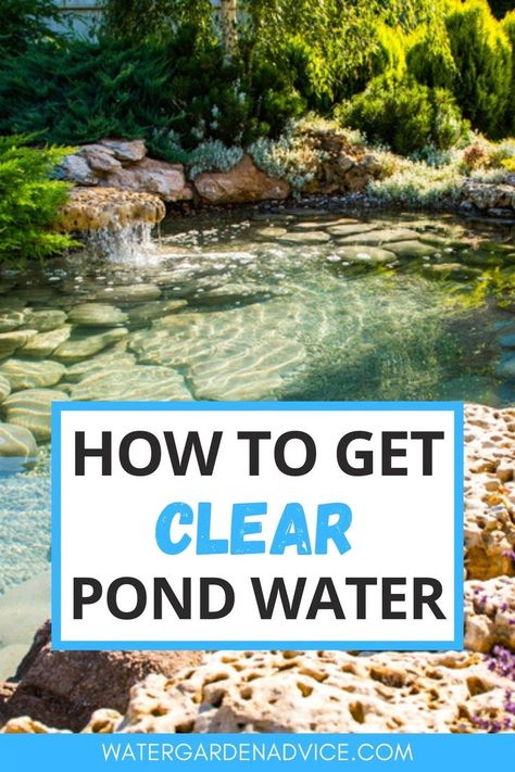 Clear pond water Clear Pond Water, Clear Pond, Small Backyard Ponds, Diy Ponds Backyard, Fish Pond Gardens, Small Backyard Design Ideas, Farm Pond, Living Pool, Building A Pond