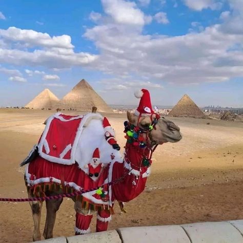 Christmas In Egypt, Luxor And Aswan, Places In Egypt, El Gouna, Abu Simbel, Marsa Alam, Egypt Tours, Alexandria Egypt, Family Tour