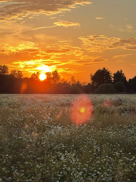 Summer Sunshine Aesthetic, Field With Sunset, Sweden Summer, Southern Aesthetic, Wildflower Fields, Country Sunset, Country Backgrounds, Flowers Field, Ocean At Night