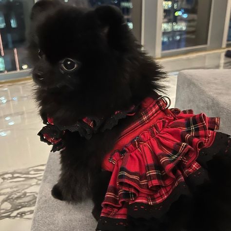 Pomeranian Dog Black, Pomeranian Aesthetic, Pomeranian Black, Black Pomeranian Puppies, Lou Dog, Black Pomeranian, Black Puppy, Dog Haircuts, Getting A Puppy