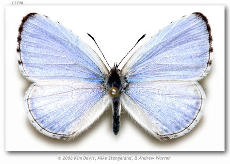 Celastrina neglecta (pinned specimens) Golden Valley, Broken Wings, The Rockies, North And South, Zoology, Butterfly Garden, Product Catalog, Pink Butterfly, South American