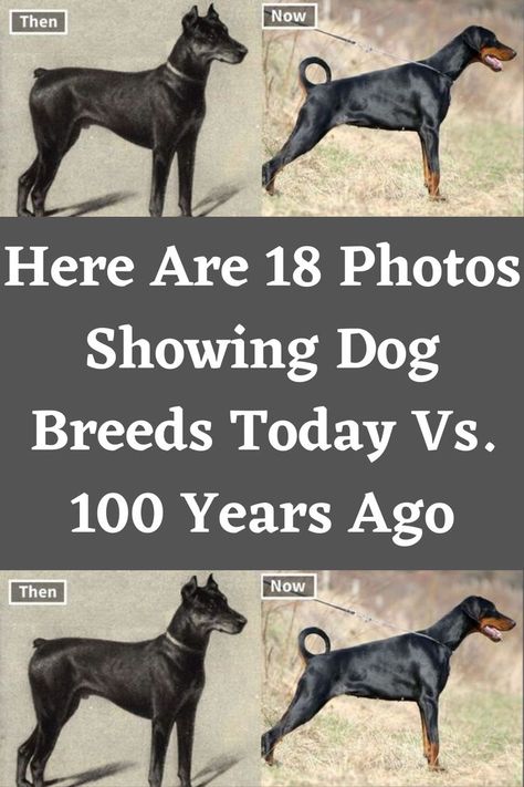 Here Are 18 Photos Showing Dog Breeds Today Vs. 100 Years Ago Call Your Mom, Pug Breed, Creepy Movies, Selective Breeding, Yankee Candles, Popular Dog Breeds, English Sheepdog, Old English Sheepdog, Snapchat Funny