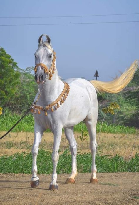 Photo credit- Chhatrpalsinh Jadeja (cj) Kathiawari Horse, Kathiyawadi Horse, Marwari Horses, Pony Breeds, Horse And Human, Warriors Wallpaper, Art Examples, Horse Pony, Small Breed