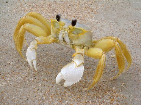 Ghost Crab, Crab Species, Crab Cartoon, White Claws, Florida Ghost, Crab Stuffed Shrimp, Hermit Crabs, Beach Finds, Animal Education