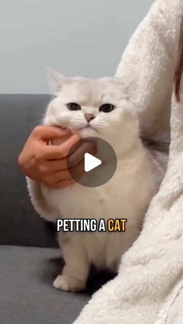 Cuddle Cat's Tales on Instagram: "Secret To Petting Your Cat The Right Way! 🐱 #shorts #facts #cutecats #cats #catlover #viralviews #catlife" Kena Mental, Cat Cuddle, Special Pictures, Cat Gif, Cat Life, Cute Cats, Cat Lovers, Animals, On Instagram