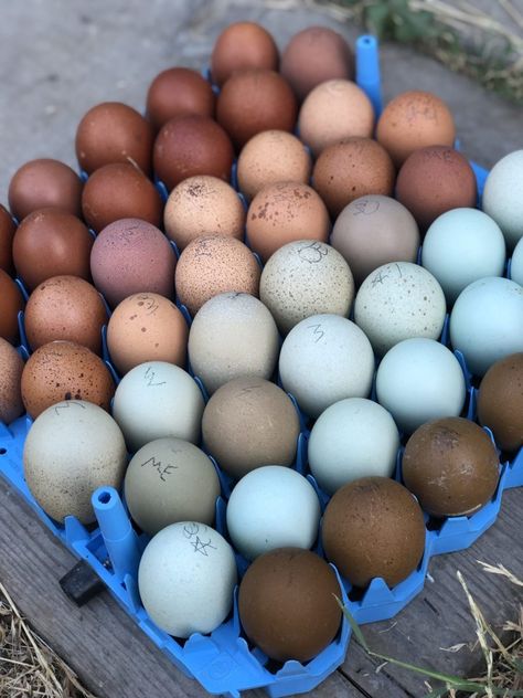 Chicken Egg Colors By Breed - Alchemist Farm Blue Chicken Coop, Chicken Coop Colors, Coop Colors, Blue Chicken Eggs, Rare Chicken Breeds, Chicken Egg Colors, Cream Legbar, Egg Colors, Olive Egger