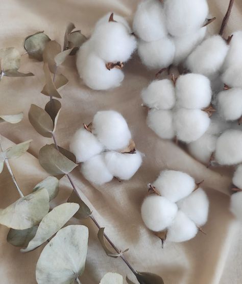 Cotton Flower Aesthetic, 100% Cotton, Cotton Aesthetic, Phantom Thread, Botanical Photography, Cotton Plant, Plant Aesthetic, Byron Bay, Egyptian Cotton