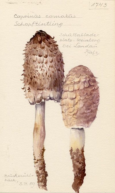 Scientific Illustration — Coprinus comatus by Fritz Wohlfarth Fungi Illustration, Fungi Art, Botanical Illustration Vintage, Water Colours, Botanical Watercolor, Scientific Illustration, Botanical Beauty, Mushroom Art, Botanical Drawings