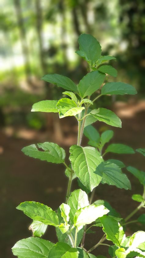 Tulsi Diwas Images, Tulsi Plant Images, Mata Images Hd, Tulsi Mata, Mata Images, Hanuman Hd, Tulsi Plant, Hanuman Hd Wallpaper, Radha Painting