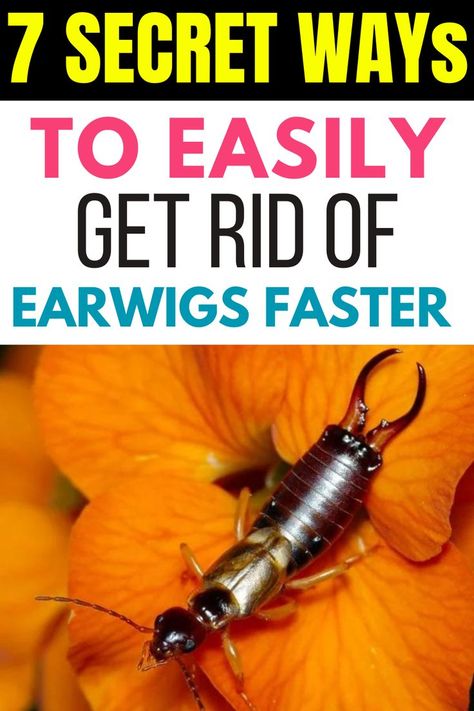 Earwigs, with their distinctive pincers and nocturnal habits, can be quite the nuisance for homeowners and gardeners alike. Although these insects are generally harmless to humans, their presence can be unsettling, and they can cause damage to plants, flowers, and vegetables. Getting rid of earwigs effectively requires understanding their habits, habitats, and the most efficient repellents. This guide will provide comprehensive strategies to manage and eliminate earwig infestations using seven How To Get Rid Of Earwigs, Earwig Repellent, Earwig Repellant, Earwigs In House, Getting Rid Of Earwigs, Earwigs, Braces Colors, Kids Cooking Recipes, Best Air Fryers