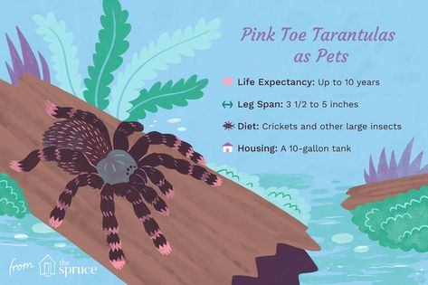 Antilles Pink Toe Tarantula, Pink Toe Tarantula Enclosure, Pink Toed Tarantula, Tarantula Enclosure Ideas, Pink Tarantula, Pink Toe Tarantula, Rose Hair Tarantula, Tarantula Habitat, Tarantula Enclosure