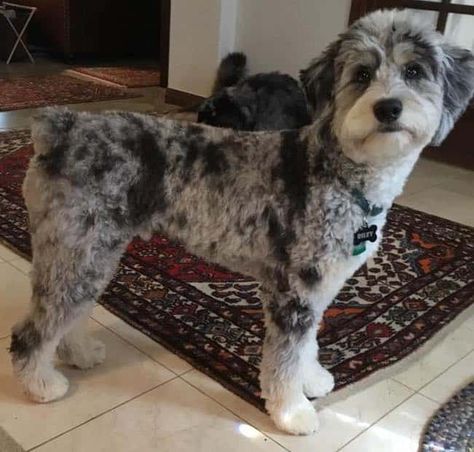 Aussie Doodle Grooming Styles, Mini Aussie Doodle Haircut Styles, Mini Aussiedoodle Haircut Styles, Aussiedoodle Grooming Styles, Aussie Doodle Full Grown, Mini Aussiedoodle Full Grown, Aussie Doodle Haircut Styles, Mini Aussie Full Grown, Aussiedoodle Haircut Styles