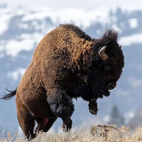 Bison Pictures, Bison Photo, Bison Art, Wild Animals Photography, Eagle Painting, Native American Artwork, Fur Texture, American Bison, Big Animals