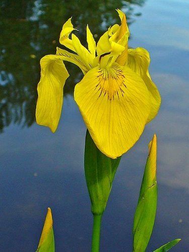 Quirky Garden Ideas, Water Iris, February Flowers, Quirky Garden, Growing Irises, Yellow Iris, Creeping Phlox, Iris Painting, Indoor Flowering Plants