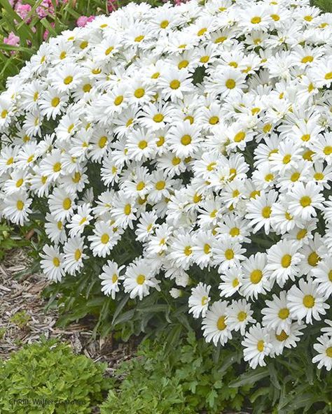 Perennial Plant Companions for Roses | Florissa | Flowers and More White Flower Plant, Plants With White Flowers, White Garden Flowers, White Flower Garden, Plant Companions, Rose Companion Plants, White Flowers Garden, Little White Flowers, Garden Companion Planting