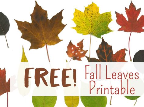 Leaf Cover Leaf Printables, Harvest Crafts, Leaf Printable, Fall Science, Fall Lesson Plans, Leaves Printable, Free Time Activities, Different Kinds Of Art, Shapes Activities