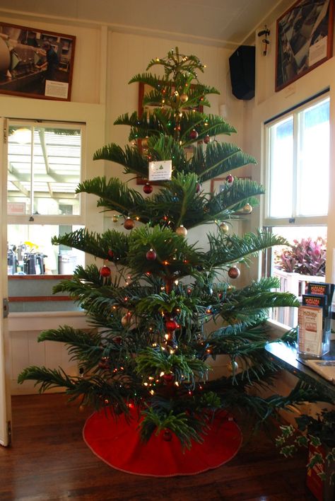 Norfolk Island Pine for a Christmas tree! You can get nice big landscaping ones in pots for a bit (usually around 80-100$). But they're gorgeous year-round houseplants! The true color is more of a bright spring/lime green. Norfolk Island Pine, Navidad Natural, Types Of Christmas Trees, Tall Christmas Trees, Potted Christmas Trees, Christmas Tree Pictures, Norfolk Island, Norfolk Pine, Hawaiian Christmas