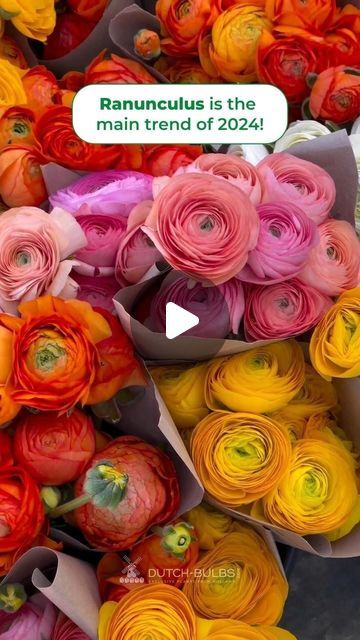 ���🌿Plants from Holland🌿 on Instagram: "Have you ever tried growing ranunculus? ✅ You can easily order ranunculus bulbs on dutch-bulbs.com 

#ranunculus #flowergardening #cutflowers #blumen #gartenarbeit" Ranunculus Flower, How To Plant Ranunculus Bulbs, When To Plant Ranunculus Bulbs, Ranunculus Growing, Ranunculus Yellow, Ranunculus Asiaticus, Backyard Garden Layout, Ranunculus Flowers, Garden Layout