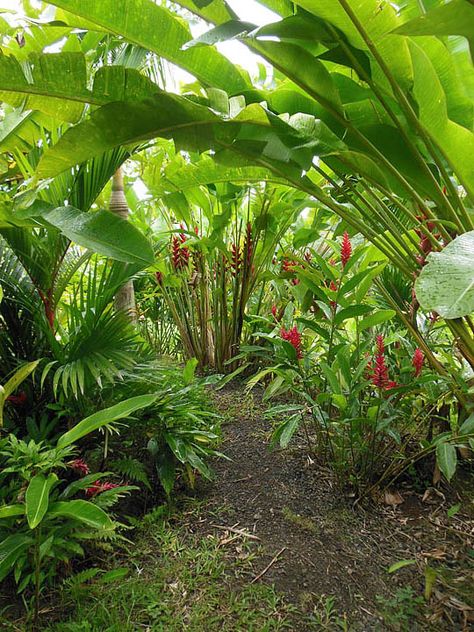 Rain Forest Garden Ideas, Puerto Rico Resorts, Yunque Rainforest Puerto Rico, Tropical Backyard Landscaping, Dream Garden Backyards, El Yunque Rainforest, Front Lawn Landscaping, River Rock Garden, Balinese Garden