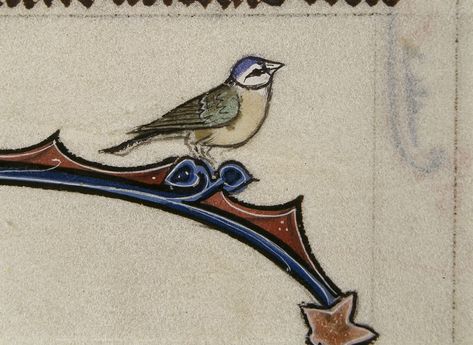 Medieval bird Given Name, Kinds Of Birds, Medieval Manuscript, Twitter Handles, Medieval Fashion, Bird Drawings, Illuminated Manuscript, Medieval Art, Dreamcatcher Tattoo