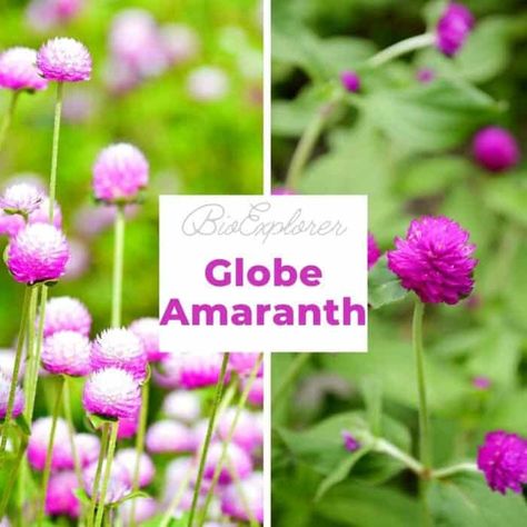 Flower Symbolism Meaning, Globe Amaranth Flower, Biological Weathering, Pink Globe, Amaranth Flower, Branches Of Biology, Flower Symbolism, Symbolism Meaning, Prokaryotic Cell