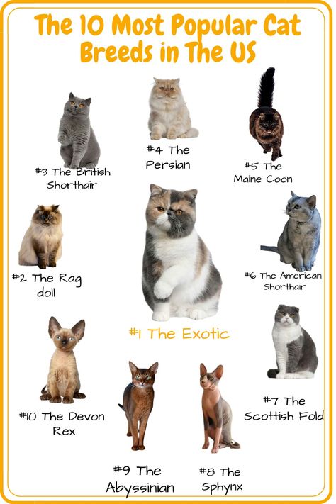 The most common cat breeds in the US Read my blog post if you don't know witch one to pick #cat #catbreeds #catlovers Different Kinds Of Cats, Kitten Breeds Chart, Cat Breeding Business, Cat Personality Types, What Do You Need For A New Kitten, Cat Breeds Chart Pictures, All Cat Breeds Chart, Cat And Dog Mixed Breed, Cats Types