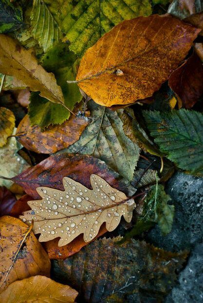 After the rain. Fall Gardens, Autumn Beauty, Water Droplets, Autumn Aesthetic, On The Ground, Hello Autumn, Autumn Inspiration, Autumn Day, Nature Beauty