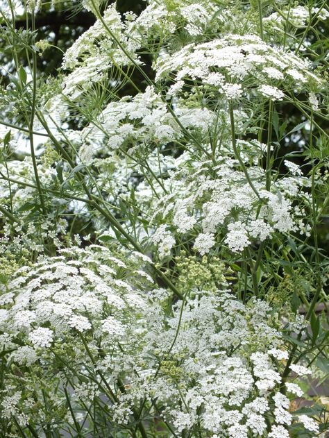 Ammi Majus Flower, Perennial Meadow, Hardy Annuals, Ammi Majus, June Flowers, Beautiful Borders, Prairie Garden, White Garden, Queen Annes Lace