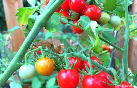 One of my personal ALL TIME favorite currant tomatoes to grow from seed is the Candyland Tomato. This plant will give you over 100 tasty fruits. I harvest over 100 the first month it was mature in my home garden.. and it just kept on giving. It is always a pretty plant to enjoy with other flowers. Check out my post here to see more and a video! https://brenhaas.com/candyland-tomato-home-garden/ Currant Tomatoes, Grow From Seed, Pretty Plant, Border Plants, Red Tomato, Cut Flower Garden, Self Watering Planter, Seed Company, Growing Tomatoes