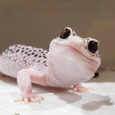 An adorable Leapord Gecko! Leopard Gecko, Gecko, Reptiles, Pet, Wall, Animals, White, Black, Nature