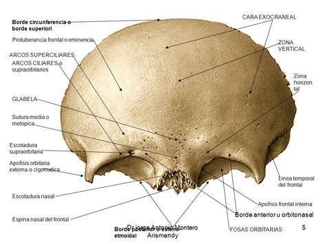 Frontal Bone Anatomy, Frontal Bone, Skull Smile, Clinical Chemistry, Facial Bones, Skull Anatomy, Anatomy Bones, Dental Anatomy, Bullet Journal Paper