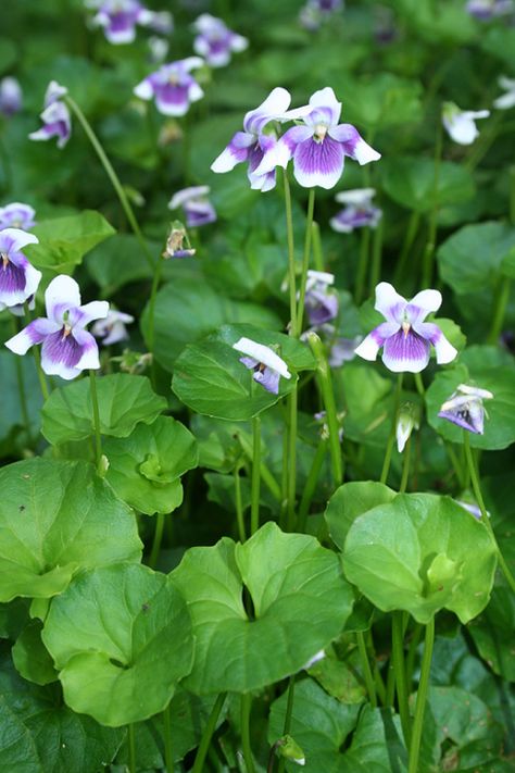 Evergreen Groundcover, Australian Native Garden, Purple And White Flowers, Flowers Growing, Australian Native Flowers, Australian Plants, Australian Garden, Australian Native Plants, Dry Creek