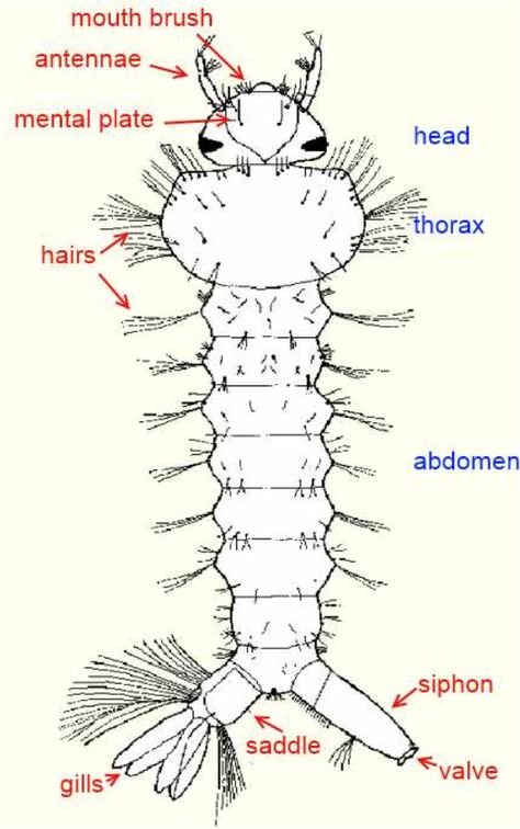 Mosquito Larvae, Animal Anatomy, Rich In Protein, Anatomy