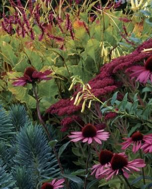 Great Garden Combinations for Fall - Fine Gardening Autumn Joy Sedum, Sedum Autumn Joy, Euphorbia Characias, Echinacea Purpurea, Fine Gardening, Plant Combinations, Garden Borders, Landscaping Plants, Colorful Garden