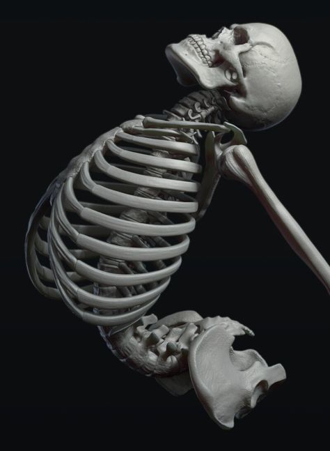 Skeleton Body Reference, Human Skeleton Art Reference, Skeleton Pose Reference, Ribcage Reference, Skeleton Anatomy Reference Pose, Human Skeleton Drawing, Human Skeleton Reference, Skeleton Reference Drawing, Skeleton Posing