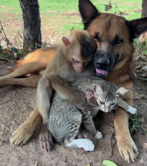 2 Animals Together, Mom Animals, A Street Cat Named Bob, Animals Doing Funny Things, Animals Together, 2 Animals, Best Buddies, Odd Couples, Animals Amazing