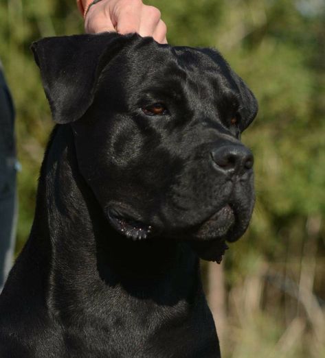 Cane Corso Aesthetic, Black Cane Corso Dog, King Corso Dog, King Corso, Black Cane Corso, Dog Costume Ideas, Chien Cane Corso, Holloween Costumes, Cane Corso Italian Mastiff