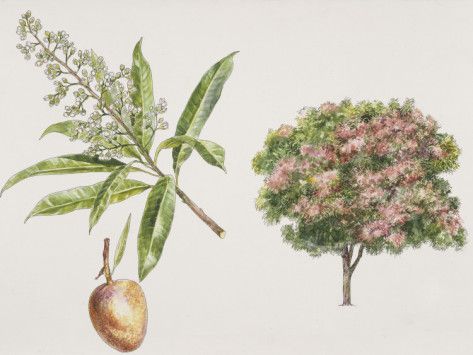 Mango Trees (Mangifera Indica) "Amra" is sacred to the Vedic Nakshatra Uttara Bhadrapada (26 of 27) Japanese Theatre, Mango Flower, Mango Trees, Florida Gardening, Mango Tree, Giclee Painting, Scientific Illustration, Tree Illustration, Botanical Drawings