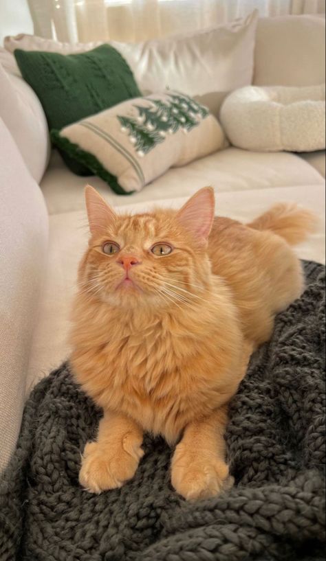 Long Hair Ginger, Fluffy Orange Cat, C Is For Cat, Hair Ginger, Dream's Cat, Cat Hiding, Ginger Cat, Gorgeous Cats, Orange Cats