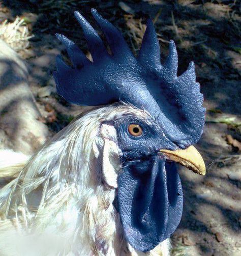 Blue Rooster - Bluecomb is a disease that can occur in chickens, turkeys, and quail. It is also known as pullet disease, avian monocytosis, new wheat disease, X-disease, summer disease, and mud fever. It occurs most commonly in hot summer months, usually between June and November, and affects young birds under 2 years of age. Kentucky Chicken, Fancy Chickens, Beautiful Chickens, Chickens And Roosters, Chicken Breeds, Hens And Chicks, Pet Chickens, Raising Chickens, A Chicken