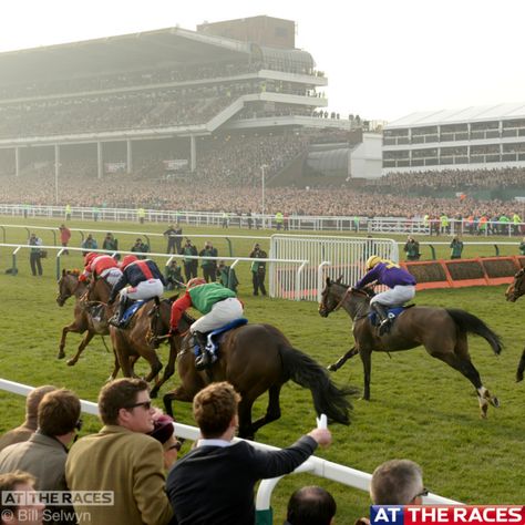 Cheltenham Cheltenham Races, Cheltenham Festival, Horse Races, Race Horse, Horse Race, Race Horses, Maybe Someday, Barrel Racing, Donkeys