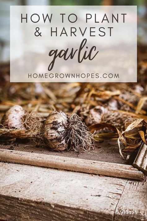 Learn how to grow, harvest, preserve, and prepare garlic with this blog post. Learn about fall planting outdoors, harvesting garlic scapes in the early summer, and garlic harvesting and curing bulbs. Learn all my tips and tricks how to plant garlic in your backyard garden beds from garlic cloves. in zone 7 b. It is an easy crop to plant and great for beginner gardeners. Planting Garlic In Fall, How To Plant Garlic, Harvest Garlic, Plant Garlic, Backyard Garden Beds, Harvesting Garlic, Planting Garlic, Fall Planting, Garlic Scapes