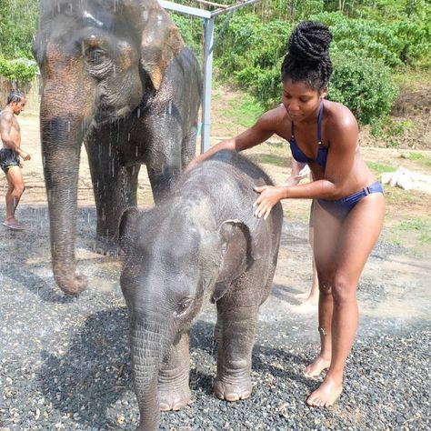 Elephant Jungle, Elephant Sanctuary, Vacation Goals, Vacation Mood, Chiang Mai Thailand, Elephant Love, Animal Sanctuary, Phuket Thailand, Dream Travel Destinations