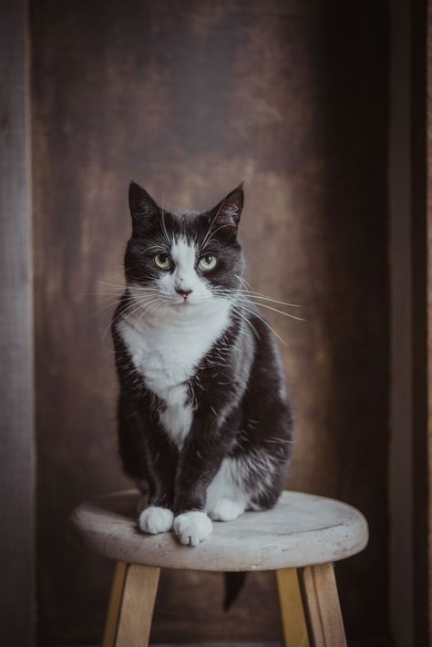 Animal Photography Portraits, Cat Poses Photography, Kitten Photoshoot Ideas, Photoshoot With Cats, Cat Portraits Photography, Cat Photoshoot Ideas, Cats Photoshoot, Cat Portrait Photography, Cat Photography Ideas