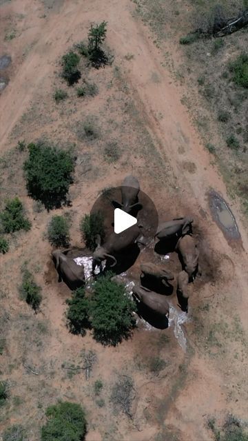 HERD Elephant Orphanage on Instagram: "All About Elephant Behaviour! An Introduction 🐘 Watch the FIRST VIDEO NOW on our YouTube Channel 🎥 https://youtu.be/V8cn9xsyXP0 We are excited to share this introduction and new series of HERD educational videos with you, our followers, and African elephant enthusiasts around the world. The aim of the series is to open the world of elephant behaviours to anyone and everyone who has an interest, and explain it in a very informal and easy-to-understand format. The information shared in our series is based on the “Elephant Ethogram”, a public platform that has been created by the remarkable team at Elephant Voices, following 50 years of dedicated elephant research, specialising in documenting and referencing elephant behaviours. Every day we lea All About Elephants, Herd Of Elephants, Happy Families, African Elephant, First Video, Educational Videos, New Series, 50 Years, Youtube Channel