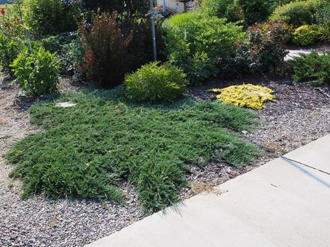 Creeping juniper is an evergreen groundcover that is perfect for filling in gaps in hard places like along hills or sidewalks. It also makes a great accent when paired with flowering shrubs. Blue Rug Juniper, Creeping Juniper, Juniper Shrub, Juniper Plant, Evergreen Groundcover, Low Growing Shrubs, Garden Shrubs, Ground Cover Plants, Flowering Shrubs